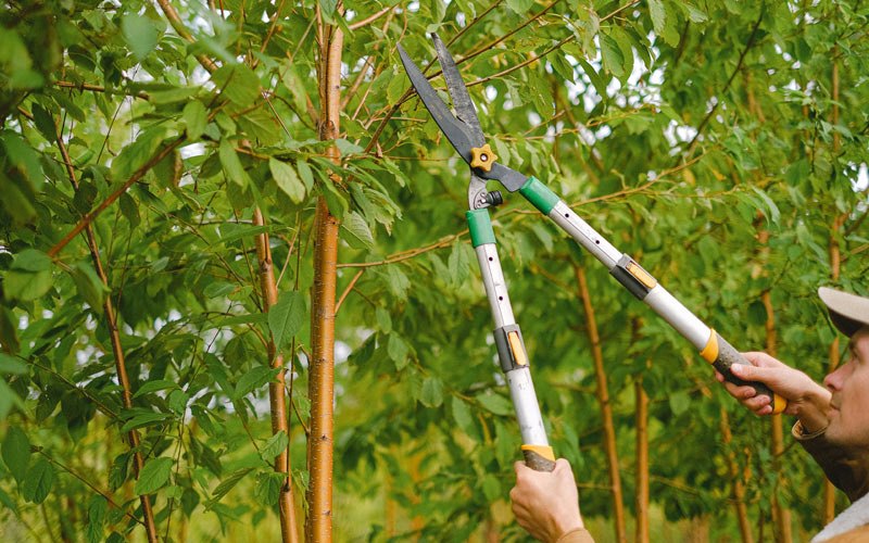 Tree trimming in Moorefield, WV